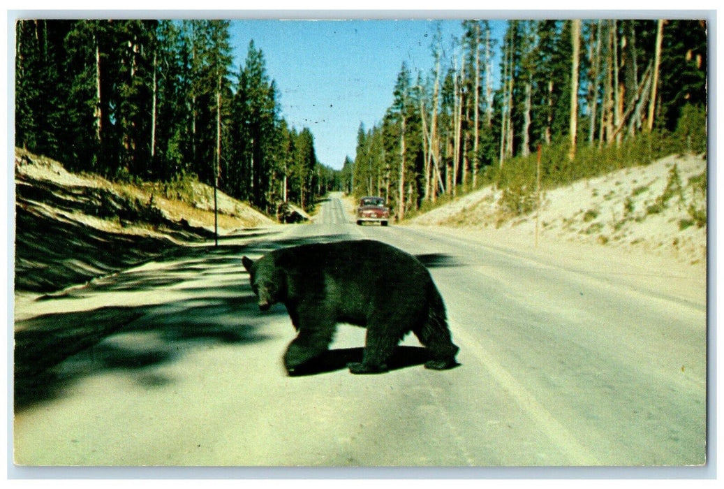 1956 Bears Highway Yellowstone National Park Wyoming WY Gardiner MontanaPostcard