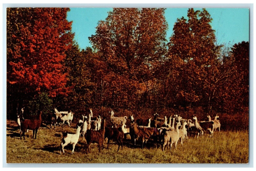 c1960 Tame Llama Animals Forest Catskill Game Farm Catskill New York NY Postcard