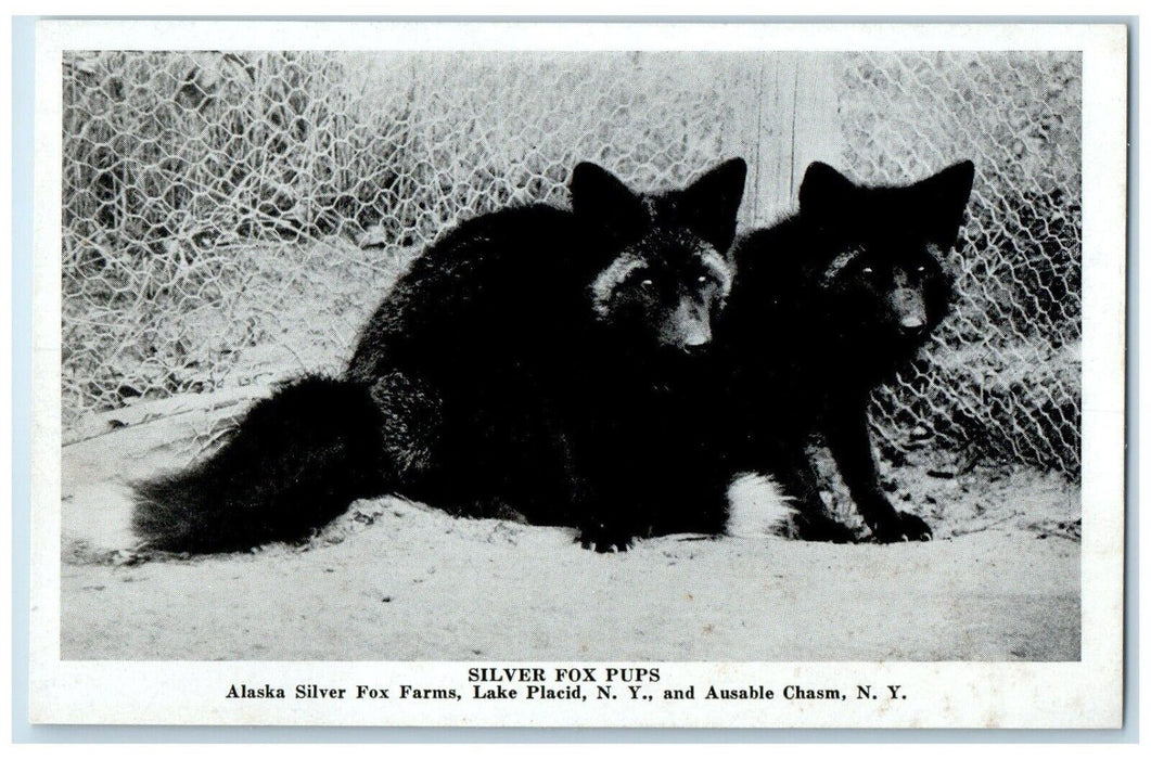 c1940 Silver Fox Pups Alaska Silver Fox Farms Lake Placid New York NY Postcard