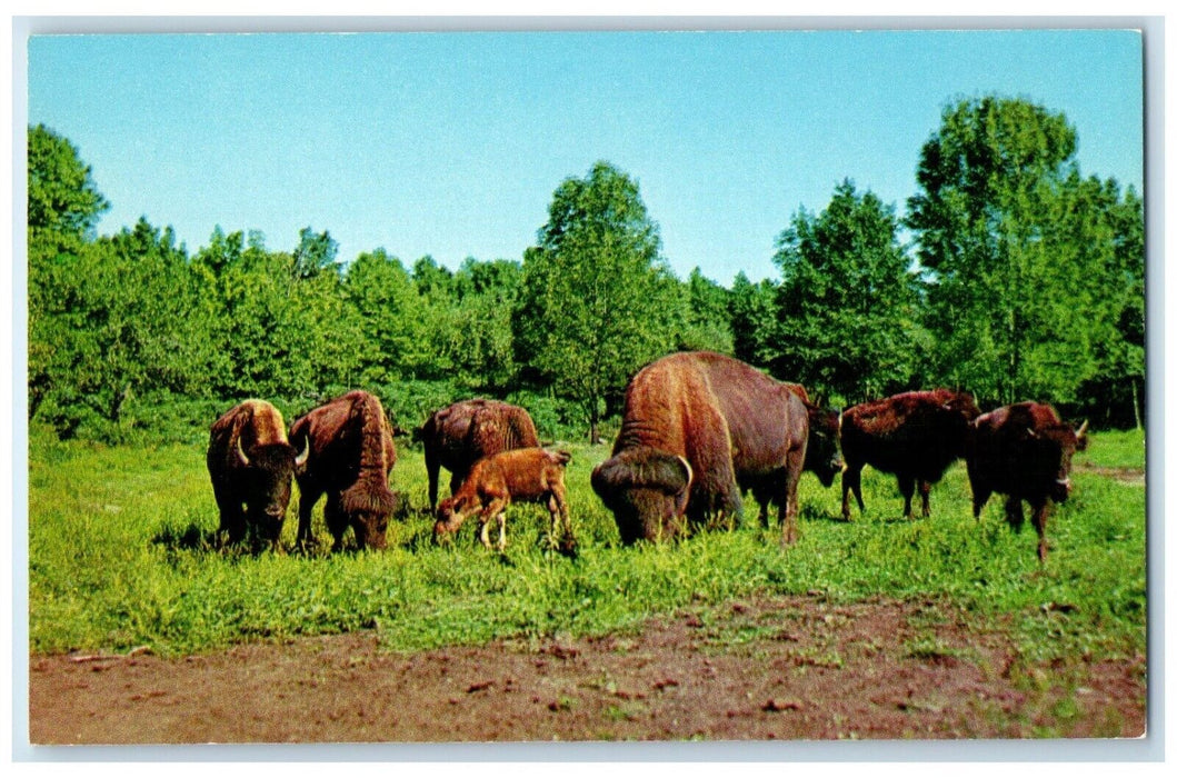 1960 American Bison Catskill Game Farm Inc Catskill New York NY Antique Postcard