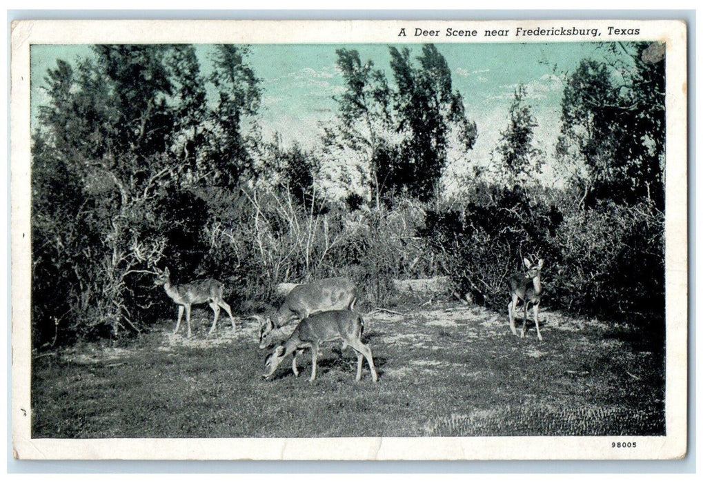1959 Deer Scene Animal Forest Fredericksburg Woodward Texas TX Vintage Postcard