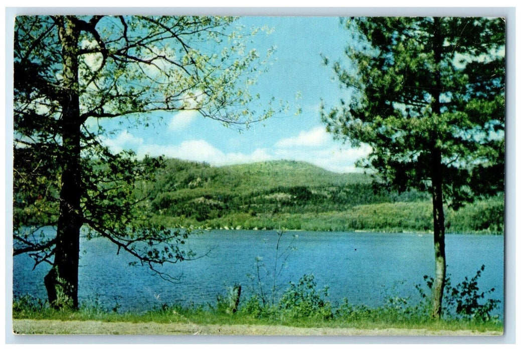 1958 Lake Champlain Trees Greetings From Willsboro New York NY Vintage Postcard