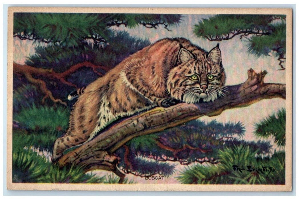 Wildlife Bobcat Lynx Rufus Wild Cat On Top Of Tree Animals Antique Postcard
