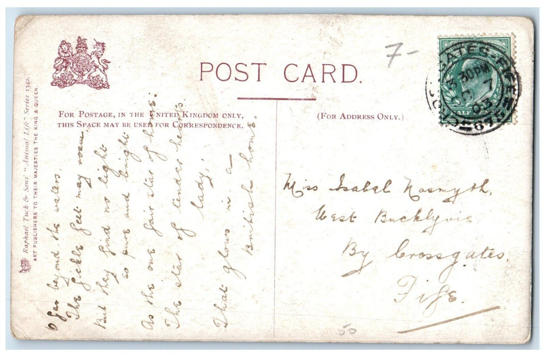 Cat Kittens Animal Are Such Agreeable Friends George Eliot Tuck's Postcard