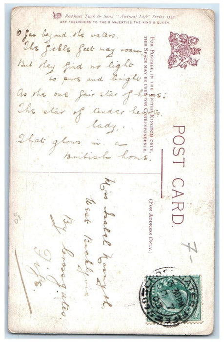 Cat Kittens Animal Are Such Agreeable Friends George Eliot Tuck's Postcard