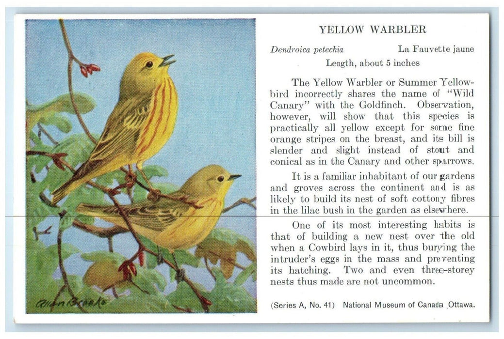 c1910's Yellow Warbler Summer Yellow Bird Wild Canary Goldfinch Animals Postcard