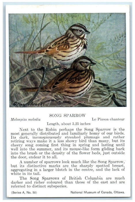 c1910's Song Sparrow Melospiza Melodia Birds Animals Unposted Antique Postcard