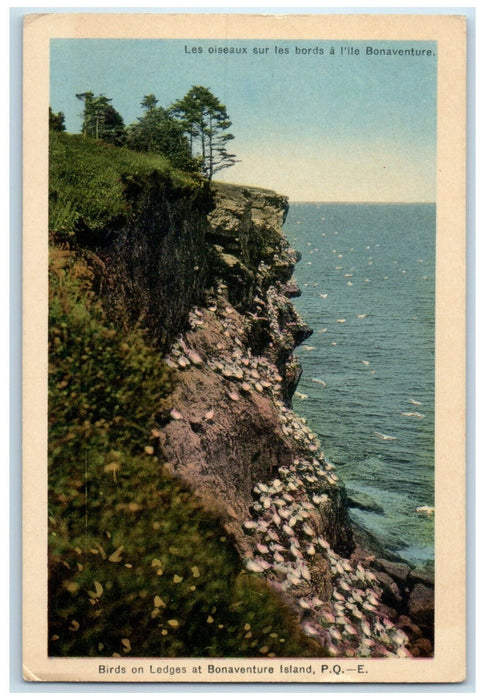 c1940s Birds on Ledges at Bonaventure Island Quebec Canada Postcard