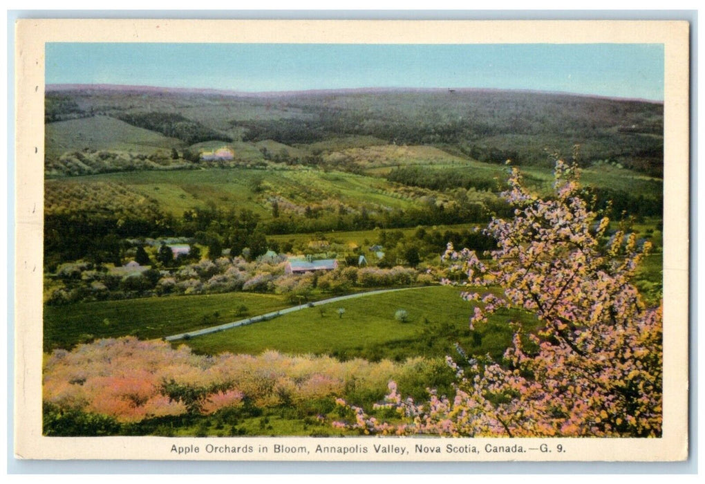 c1940's Apple Orchards in Bloom Annapolis Valley Nova Scotia Canada Postcard