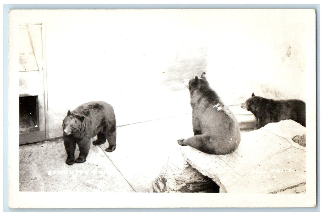 c1940's Edmonton Zoo Bears Canada Animals RPPC Photo Unposted Vintage Postcard