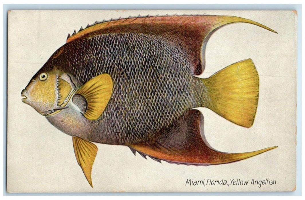 c1905 Miami Florida FL, Yellow Angelfish Yellow Tail Unposted Antique Postcard