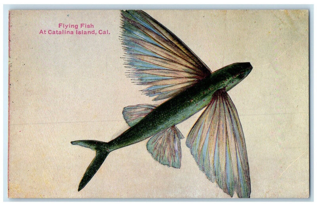 c1910's Flying Fish At Catalina Island California CA Unposted Antique Postcard