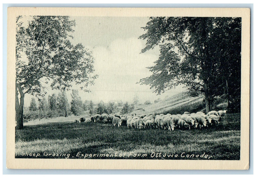 c1930's Sheep Grozing Experimental Form Ottawa Ontario Canada Postcard