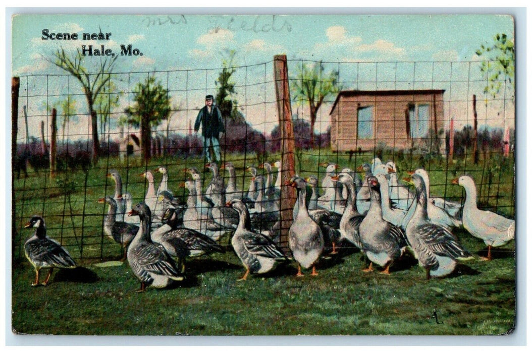 1913 Scene Near Goose Field Fence Ducks Hale Missouri Vintage Antique Postcard