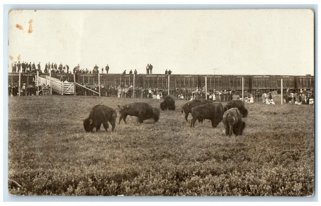 1909 Unloading Buffalo John Gano Wainwright Alberta Canada RPPC Photo Postcard