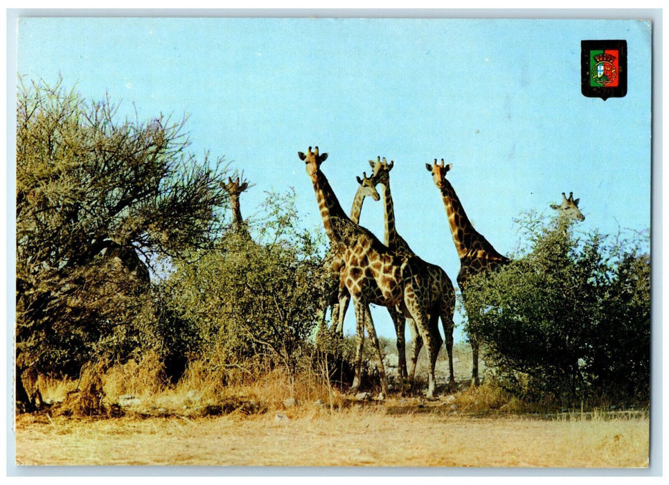 1974 Group of Giraffes at Animal at Mupa Angola Posted Vintage Postcard