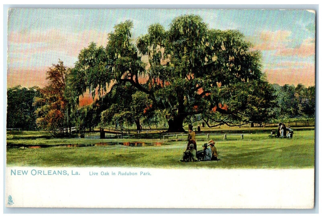 c1910 Live Oak Audubon Park Trees New Orleans Louisiana LA Tuck Sons  Postcard