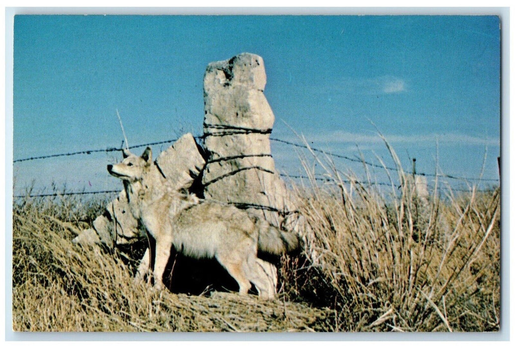 c1960 Limestone Posts With Pioneer Personality Wolf Central Kansas KS Postcard