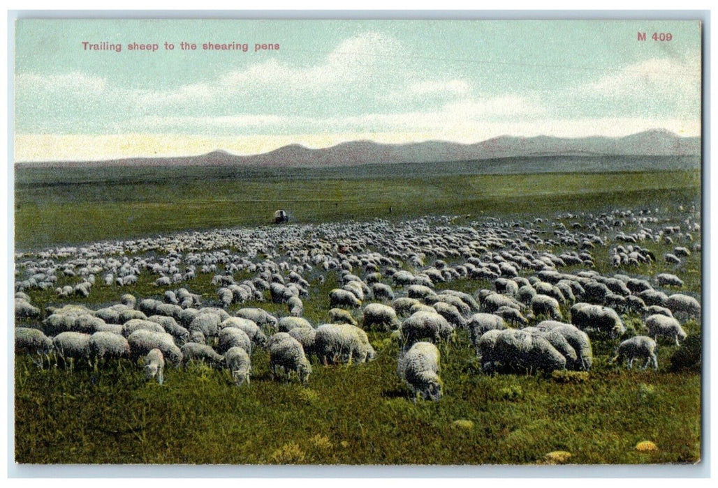 c1910 Trailing Sheep Shearing Pens Chinook Montana MT Vintage Antique Postcard