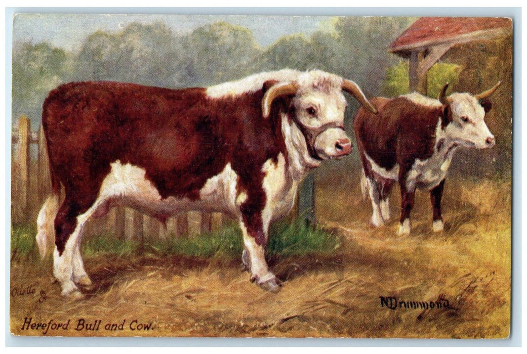 c1910's Hereford Bull And Cow Cattle Oilette Tuck's Unposted Antique Postcard