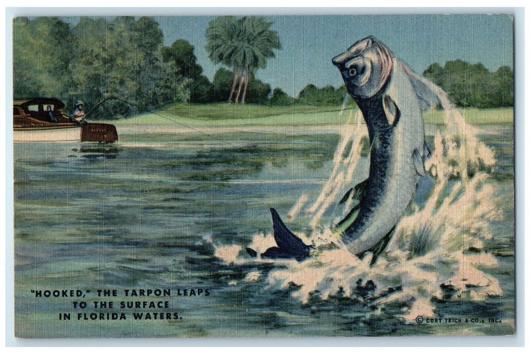 c1940's The Tarpon Leaps To The Surface In Florida Waters Big Fish Postcard