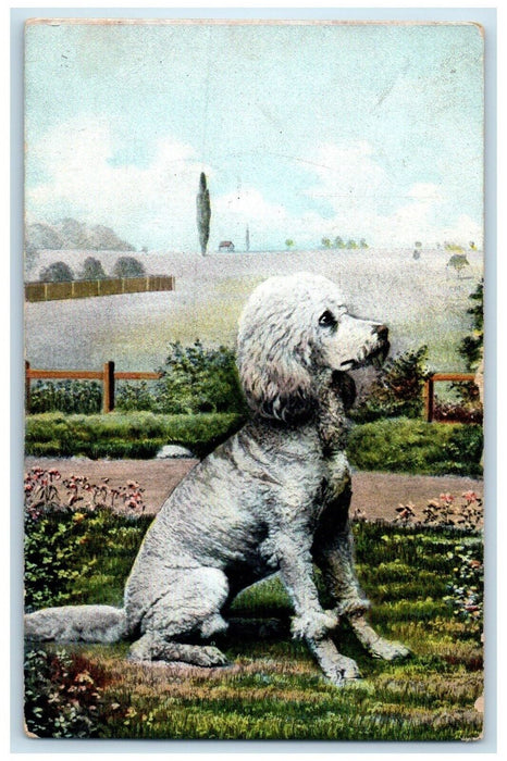 1908 Cute Poodle Dog Animals Hopewell New Jersey NJ Posted Antique Postcard