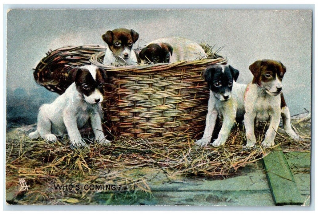 1907 Cute Foxhound Puppies Dog In Basket Lunenburg Nova Scotia Tuck's Postcard
