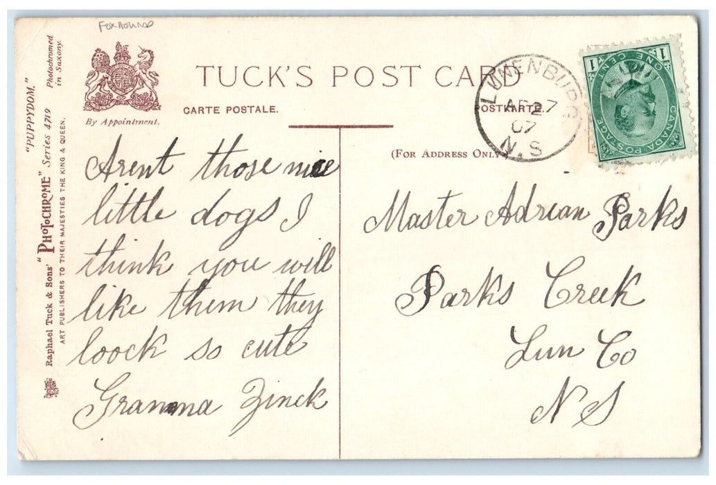 1907 Cute Foxhound Puppies Dog In Basket Lunenburg Nova Scotia Tuck's Postcard