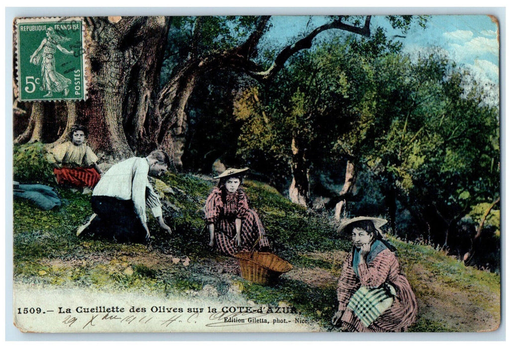 c1910 The Gueillette Of Olives On The Cote-D'Azur France Antique Postcard