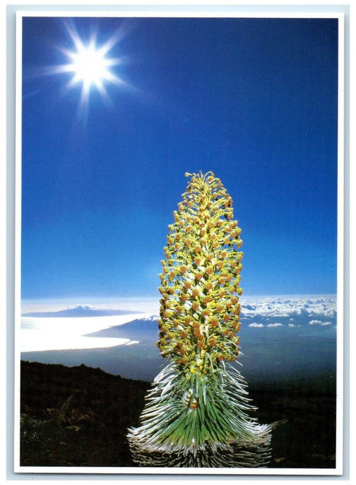 c1960 Silversword Haleakala Maui Dagger Shape Photo Randy Hufford HI Postcard