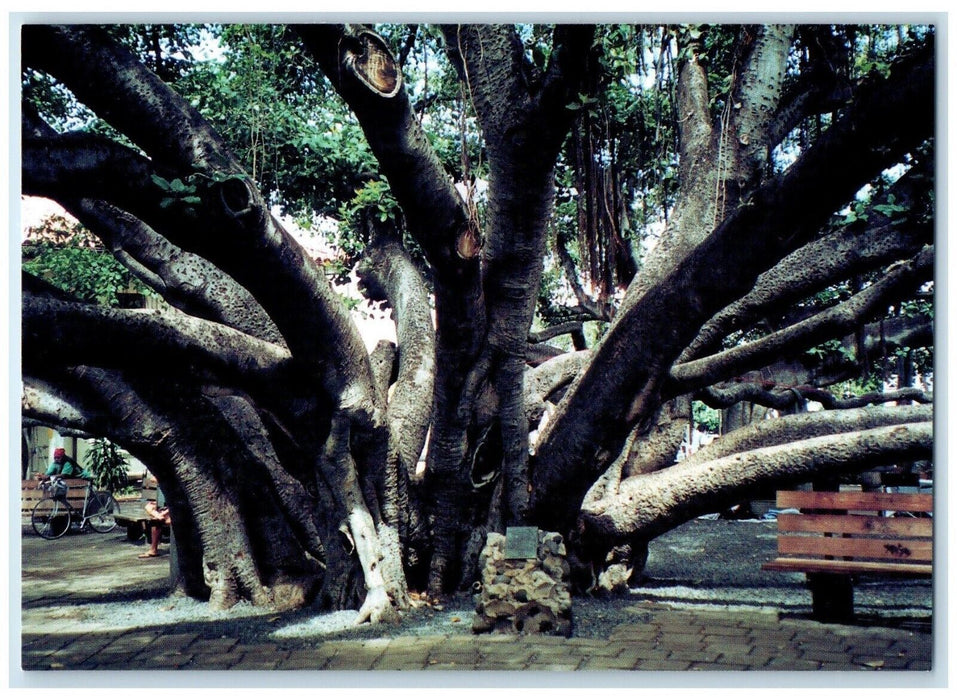 1960 Lahaina Banyan Tree Photo By Barbara Sharp Maui Hawaii HI Unposted Postcard