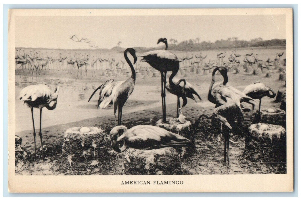 c1910 Field Museum Natural History Chicago American Flamingo Illinois Postcard