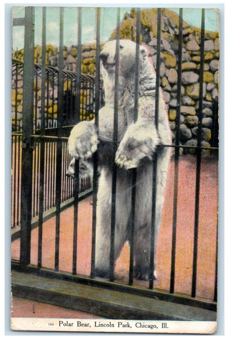 1911 Polar Bear Lincoln Park Zoo Cage Animal Chicago Illinois Vintage Postcard