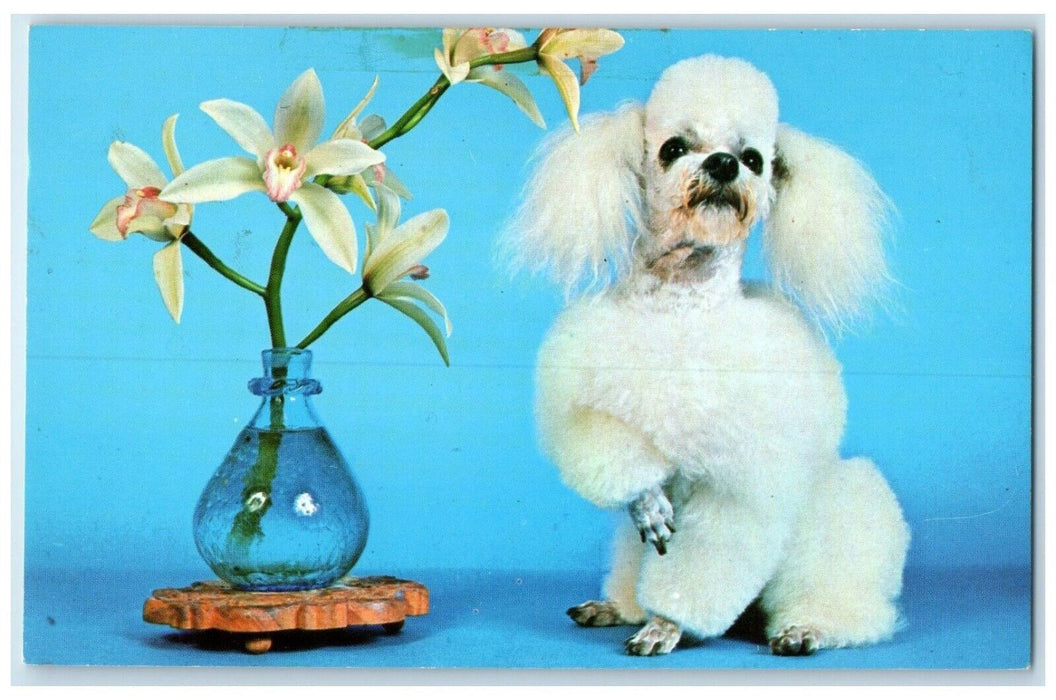 c1950's Pure Bred Toy Poodle Dog And Flower Vase Posted Vintage Postcard