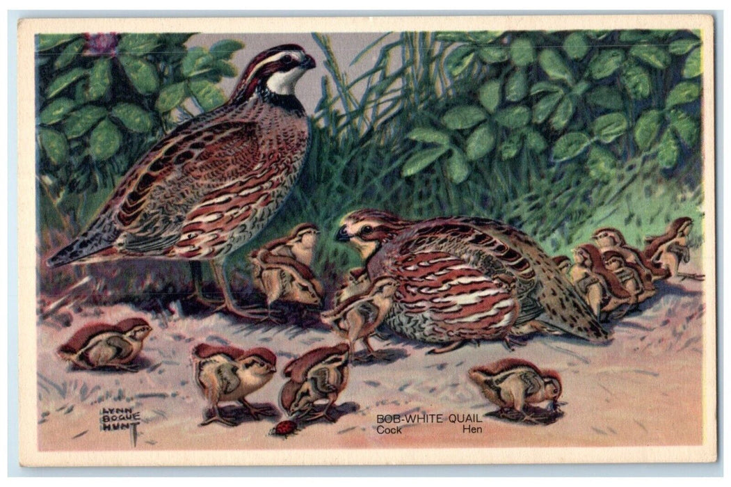 Bob White Quail Cock Hen Wildlife Animals Lynn Bogue Hunt Vintage Postcard