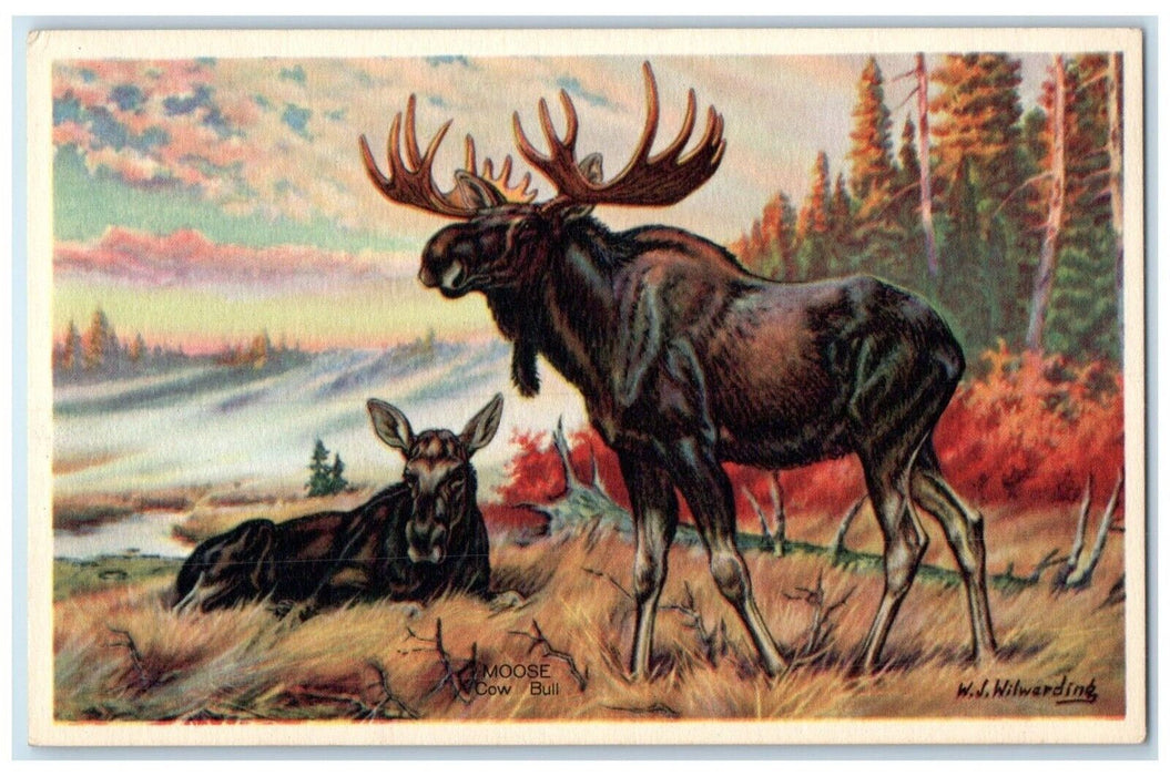 Moose Cow Bull Wildlife Animals WJ Wilwerding Unposted Vintage Postcard