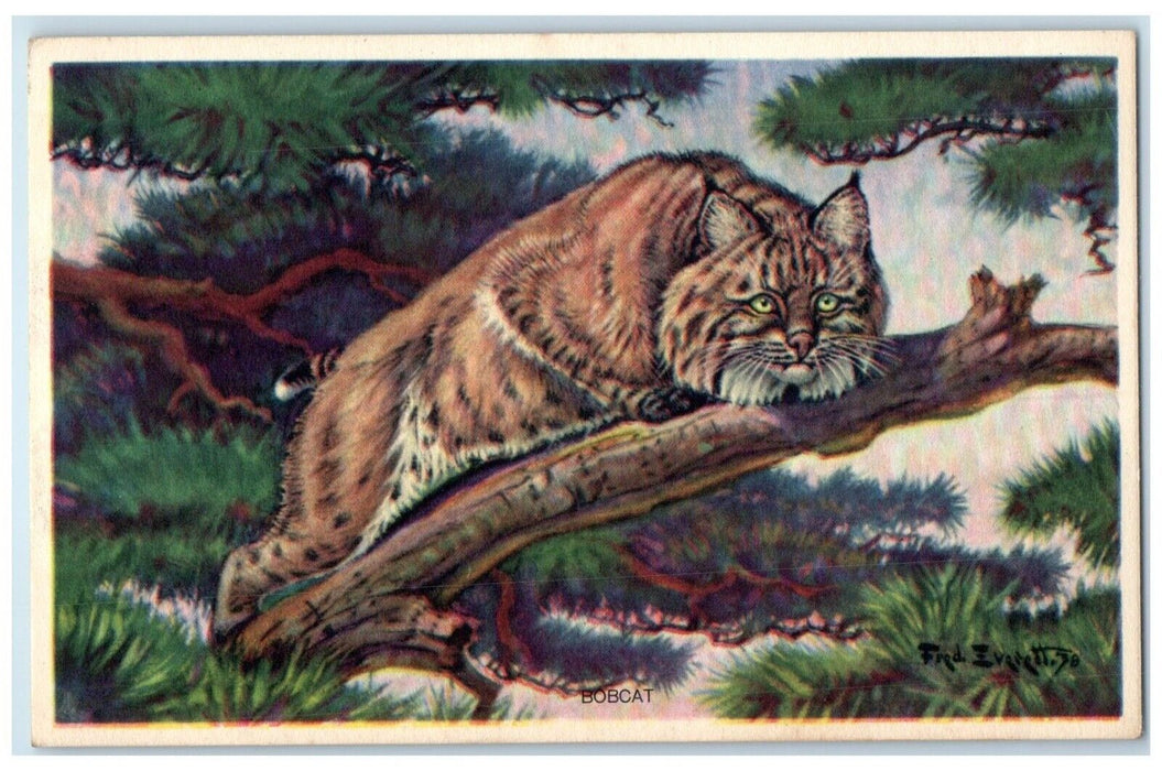 Bobcat Lynx Rufus Wildlife Animals Fred Everette Unposted Vintage Postcard