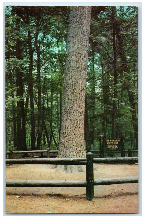 c1960 Scene Monarch Pine Hartwick Pines State Park Grayling Michigan MI Postcard