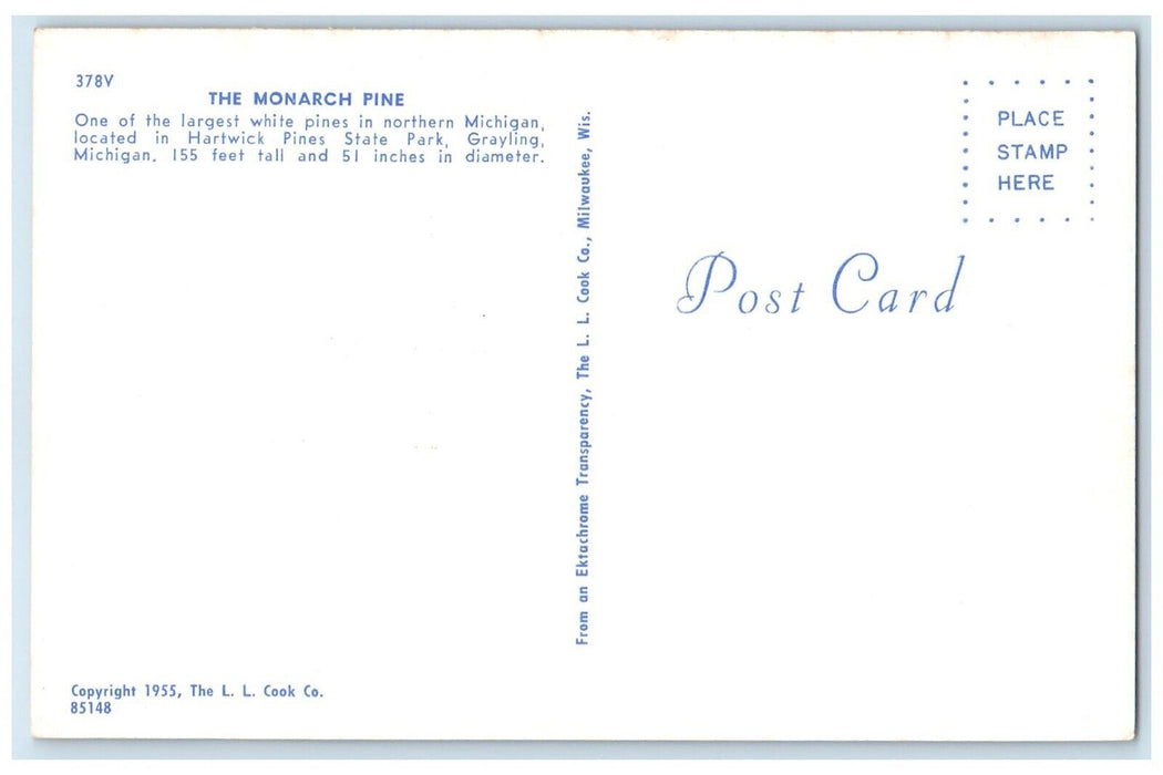 c1960 Scene Monarch Pine Hartwick Pines State Park Grayling Michigan MI Postcard