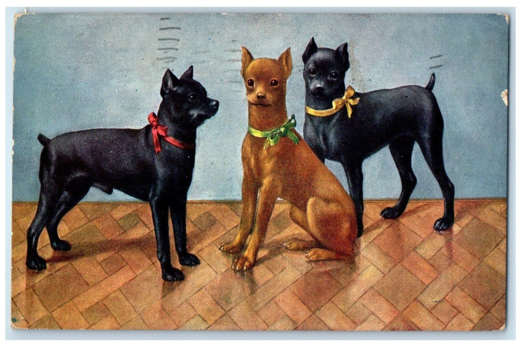 1910 Chihuahua Dogs Puppies Animals Winnipeg Manitoba Canada Antique Postcard