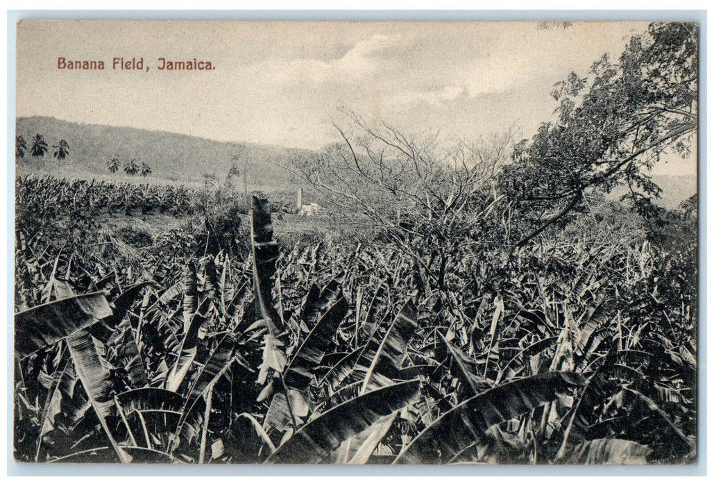 c1940's Scene at Banana Field Jamaica West Indies Vintage Unposted Postcard
