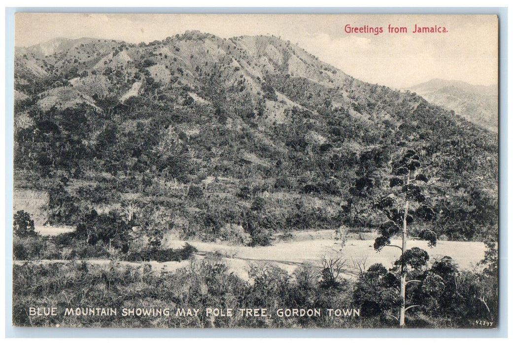 c1910 Blue Mountain May Pole Tree Gordon Town Greetings from Jamaica Postcard