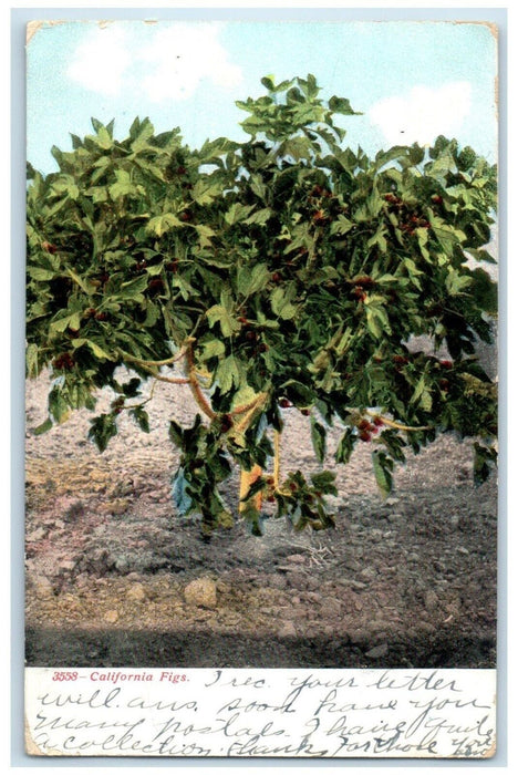 1908 California Figs Trees Adin California CA Posted Antique Postcard