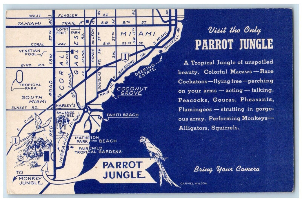 c1960 Parrot Jungle Red Road Tropical Cockatoos Macaws Miami Florida FL Postcard