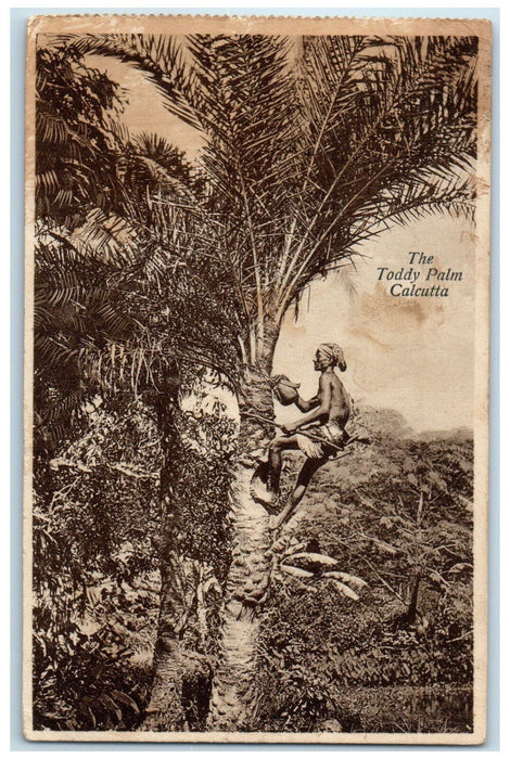 c1940's Climbing Tree The Toddy Palm Calcutta India Vintage Posted Postcard