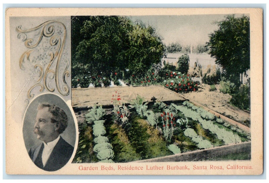 1907 Gardens Beds Residence Luther Burbank Flower Santa Rosa California Postcard