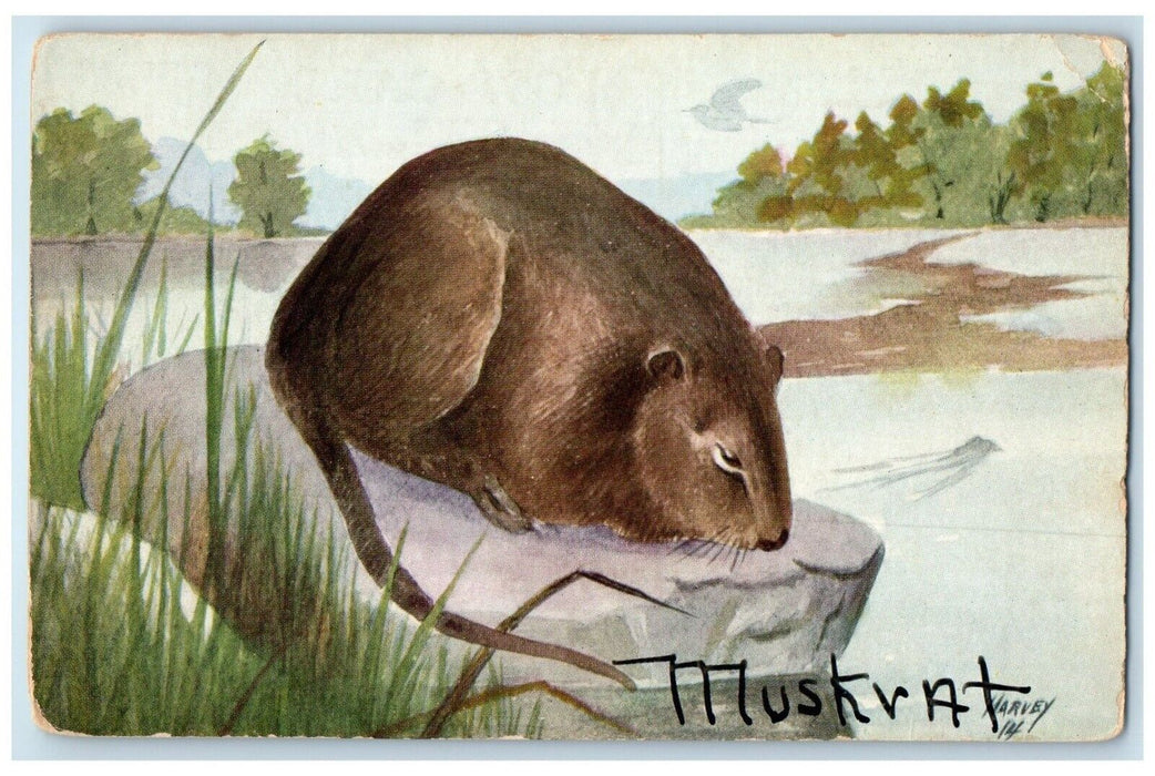 c1910's Muskrat On Big Rock Harvey Worcester Massachusetts MA Antique Postcard