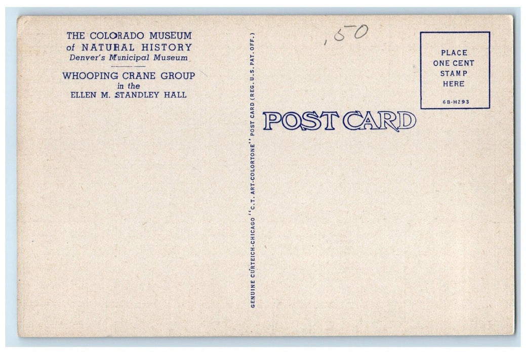 c1930's Whooping Crane Group Arkansas County Texas TX, Goose Vintage Postcard