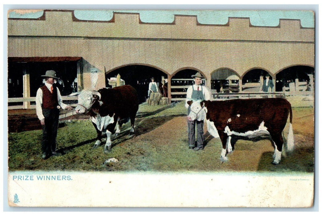 1915 Prize Winners Cattle Cows Concord New Hampshire NH Tuck's Antique Postcard