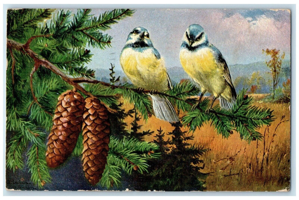 1907 Birds Pine Cone Tree Bluejay Art St. Louis Missouri MO Antique Postcard